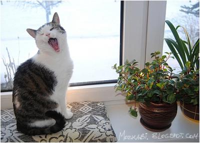Yawning Cat Number 136